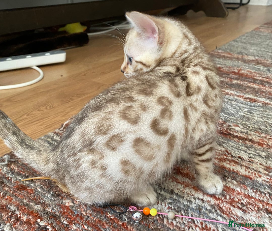 Bengal cats for sale: Bengal kittens - Image 16