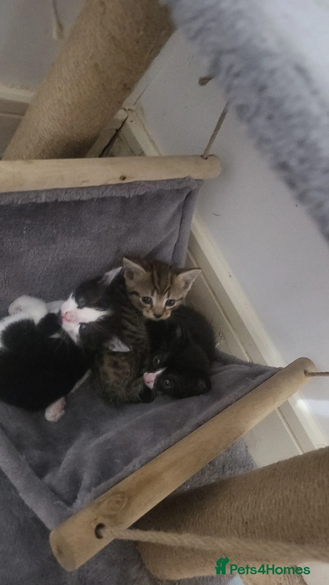 Domestic Shorthair cats for sale: 3 beautiful kittens in York - Advert 2