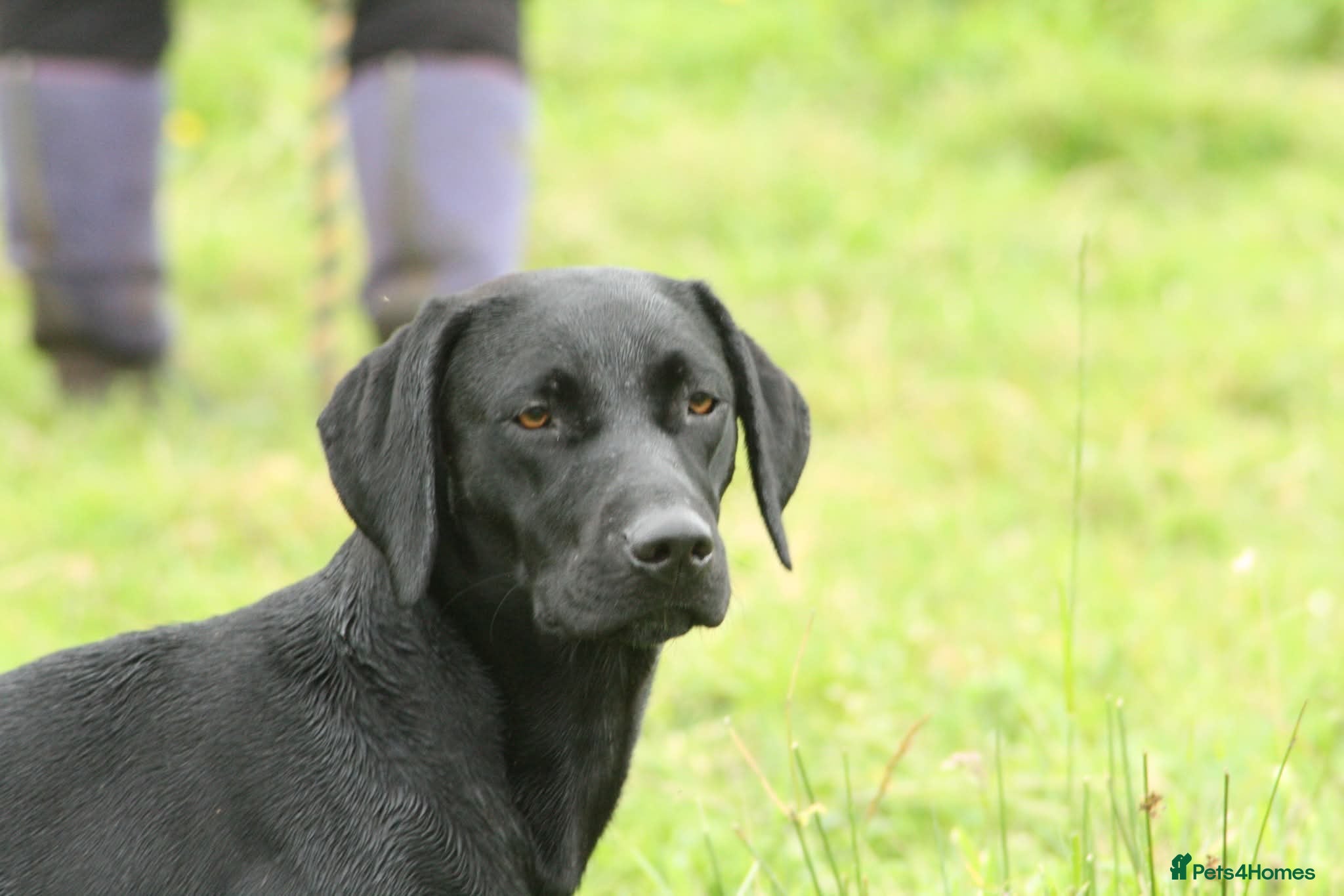 Mixed Breed dogs German Pointer x Labrador Pups - Advert 1