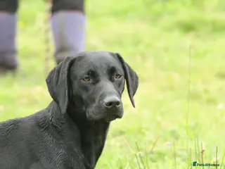 Mixed Breed dogs German Pointer x Labrador Pups - Advert 5