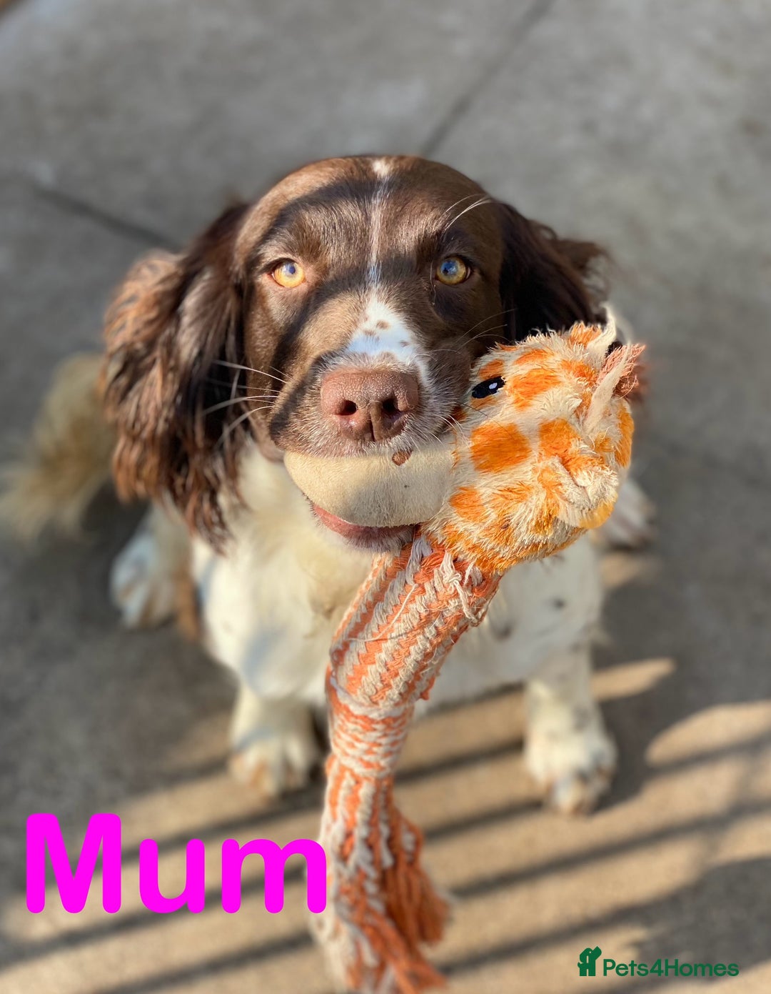 Sproodle dogs for sale: Stunning F1 Sproodle puppies  - Image 20