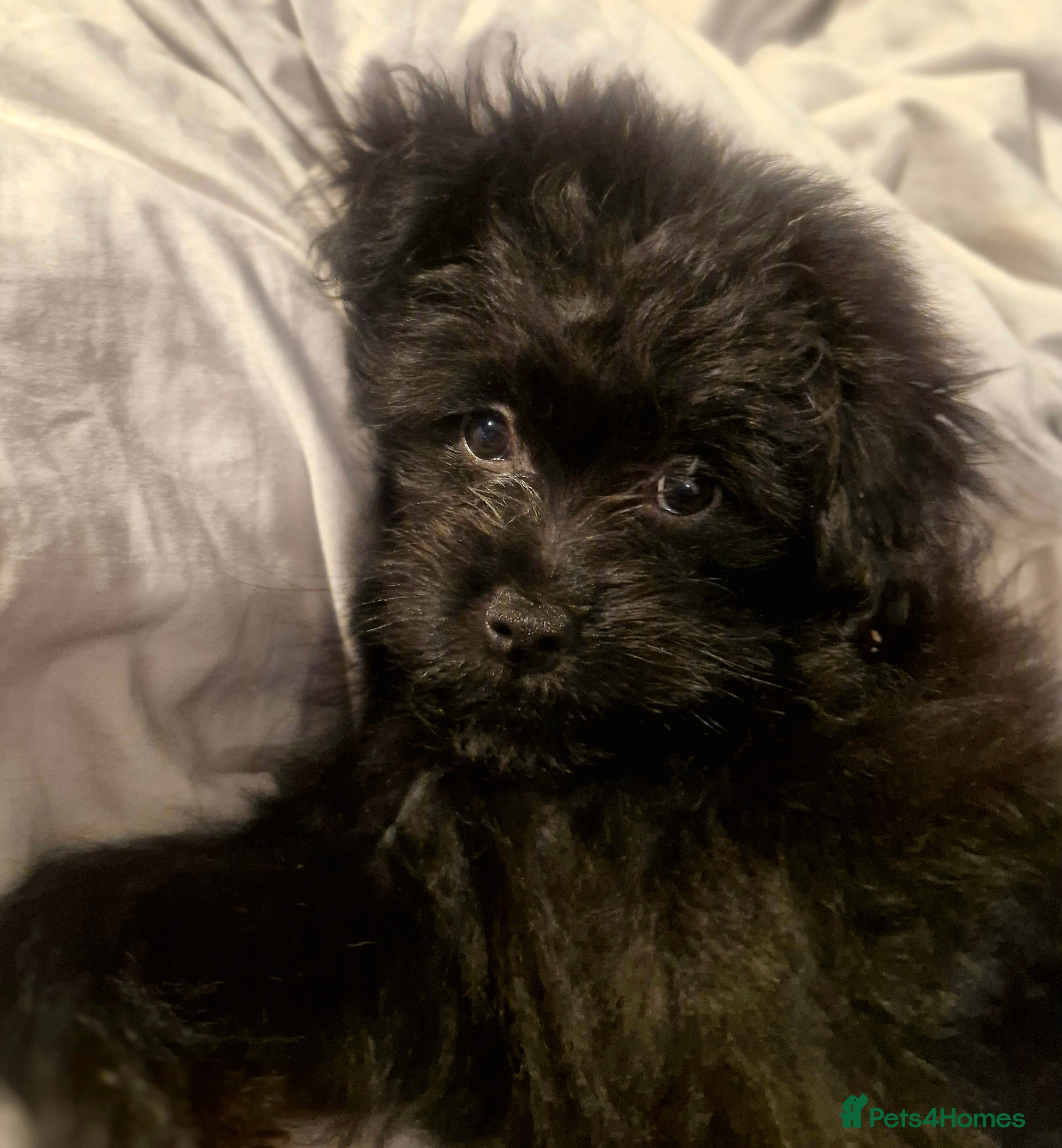 Pomapoo dogs Last One Champion Line Pomapoo Puppies - Advert 1