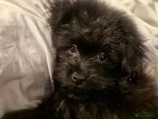 Pomapoo dogs Last One Champion Line Pomapoo Puppies - Advert 1