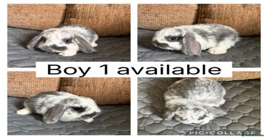 Mini Lop rabbits - Advert 9