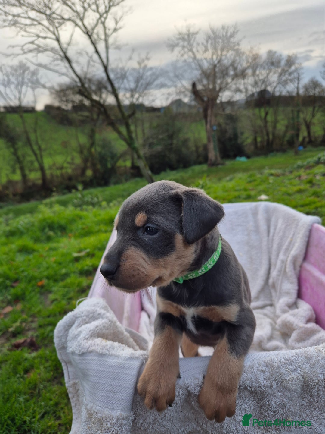 Mixed Breed dogs for sale: Huntaway x collie pups - Advert 6