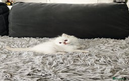 Ragdoll cats for sale: Ready Pedigree Lilac (Rare) Ragdoll Kittens - Image 3
