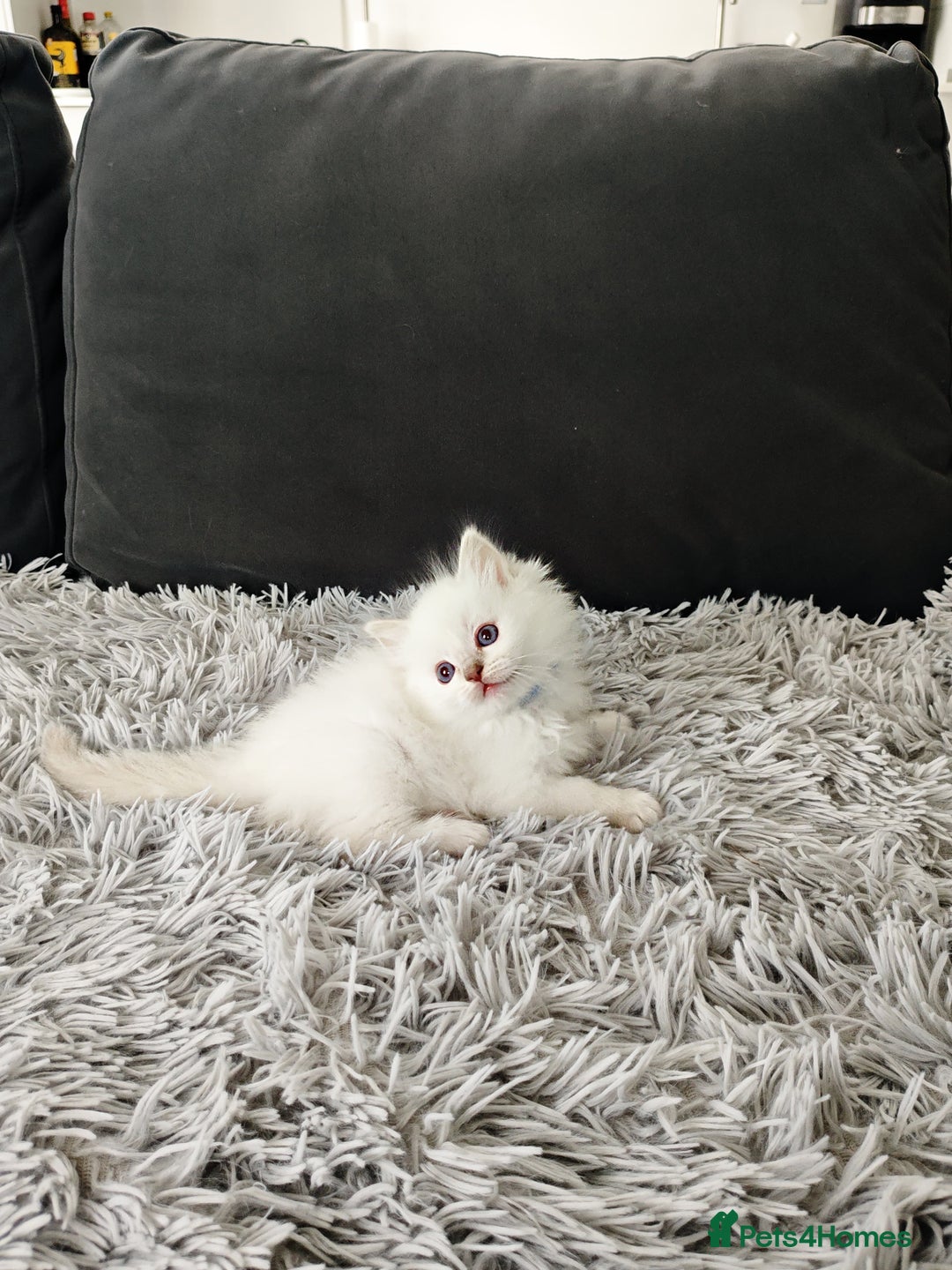 Ragdoll cats for sale: Ready Pedigree Lilac (Rare) Ragdoll Kittens - Image 3