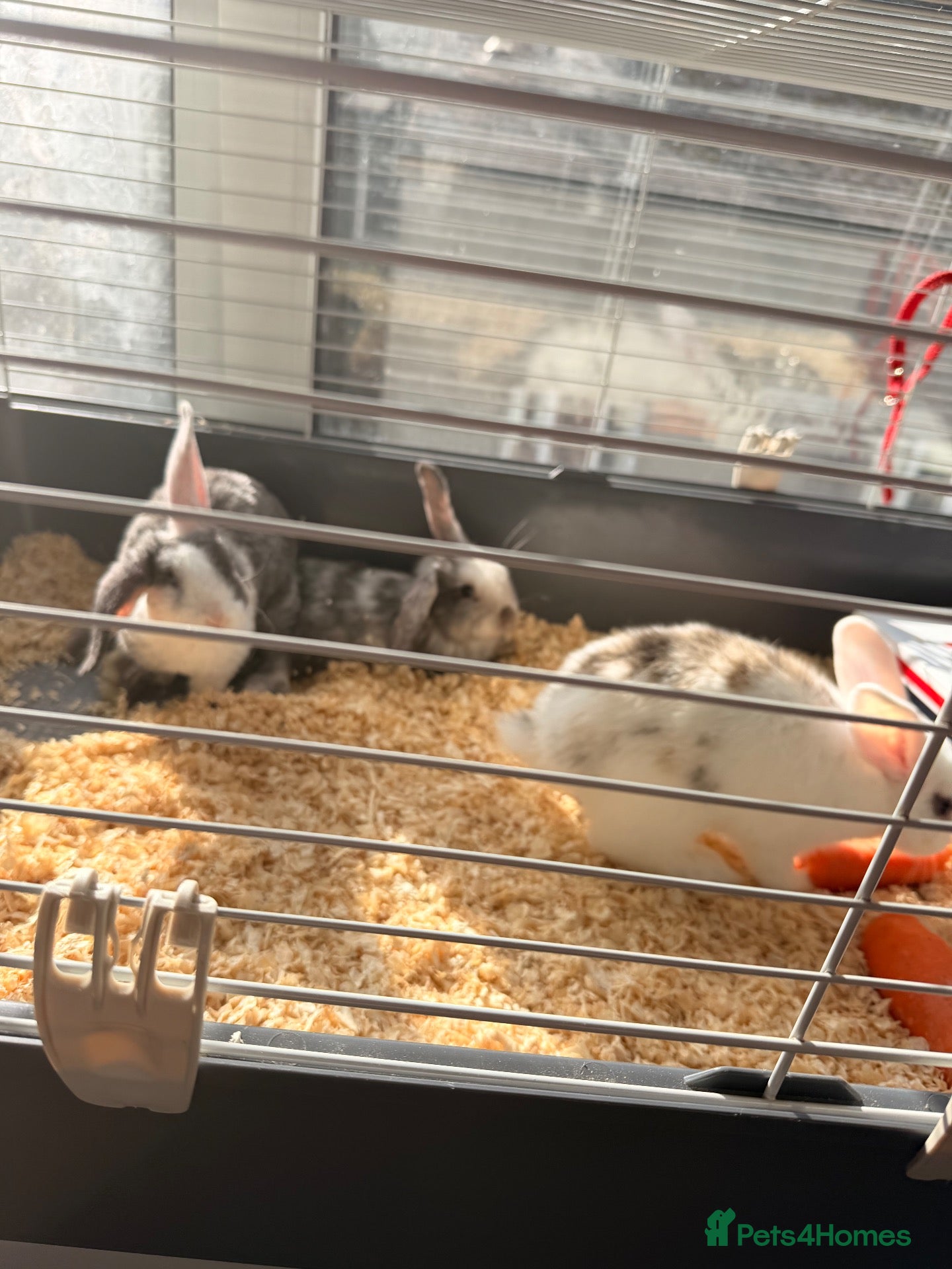 Mixed Breed rabbits Baby rabbits for sale - Advert 1