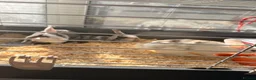 Mixed Breed rabbits for sale: Baby rabbits for sale - Advert 1