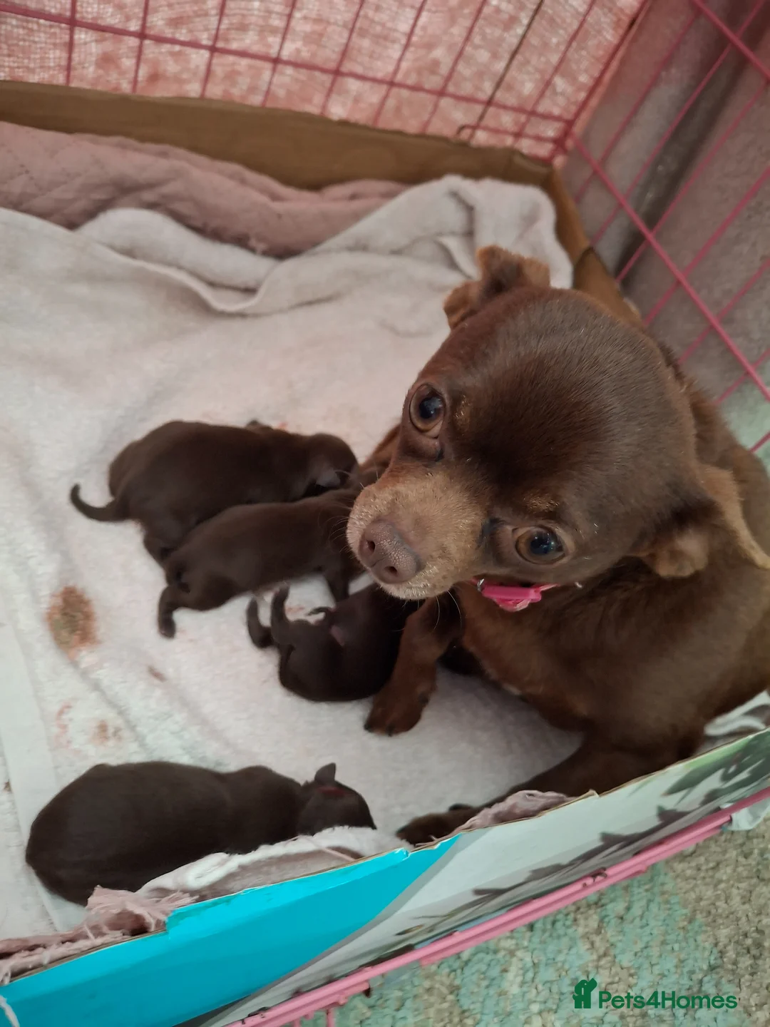 Chihuahua dogs for sale: Chihuahua puppies chocolate brown boys & girls - Advert 2