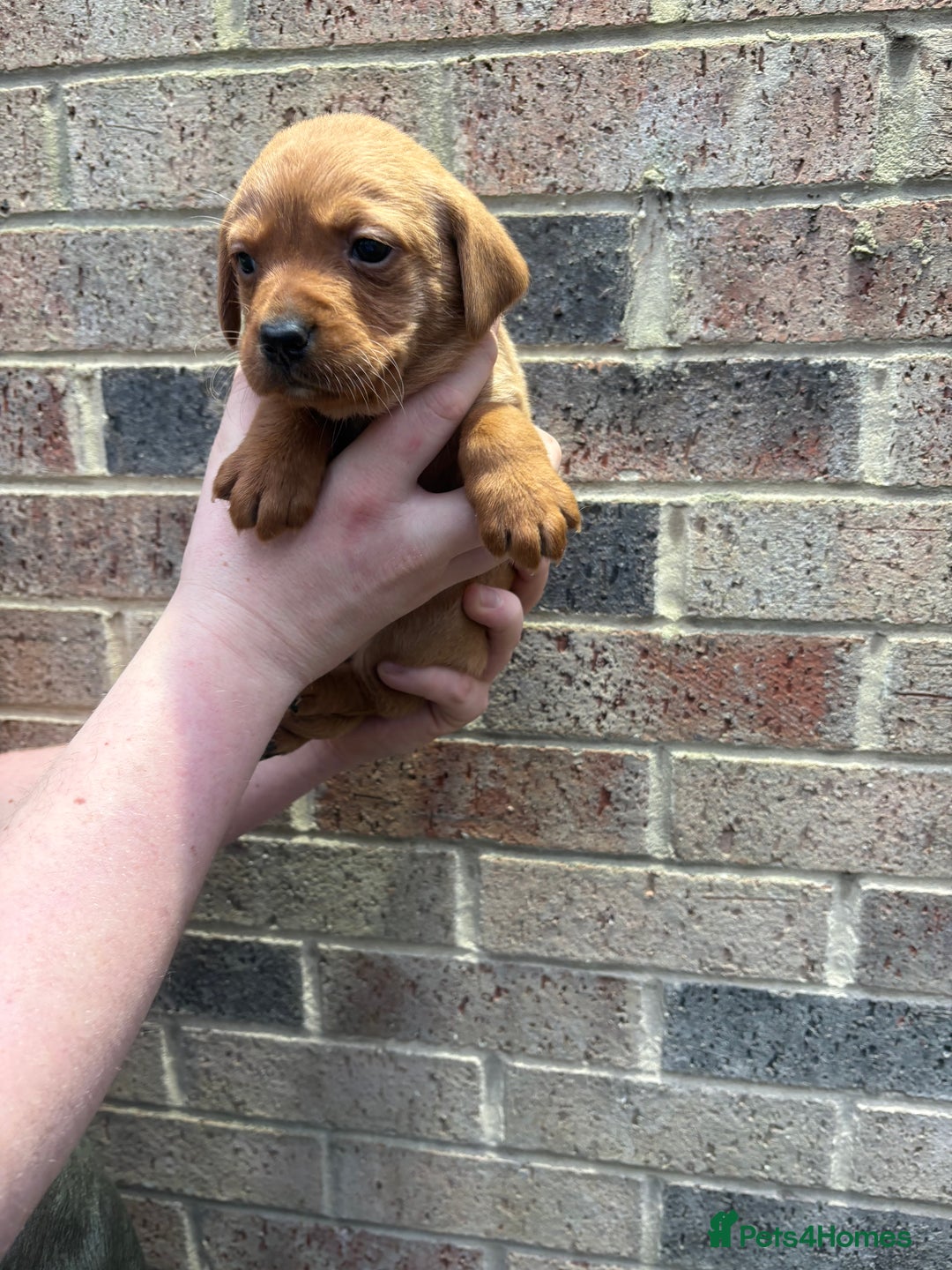 Labrador Retriever dogs for sale: Kc fox red Labrador puppies 4 boys ready to go  - Advert 9