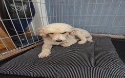 Miniature Poodle dogs for sale: 🩷 Miniture poodle girl 🩷 - Image 2