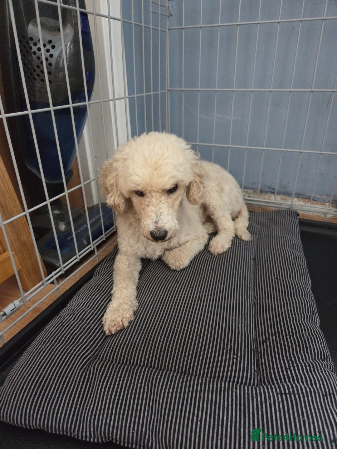 Miniature Poodle dogs for sale: 🩷 Miniture poodle girl 🩷 - Image 2