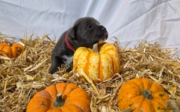 Mixed Breed dogs for sale: 12 beautiful puppies - Image 10