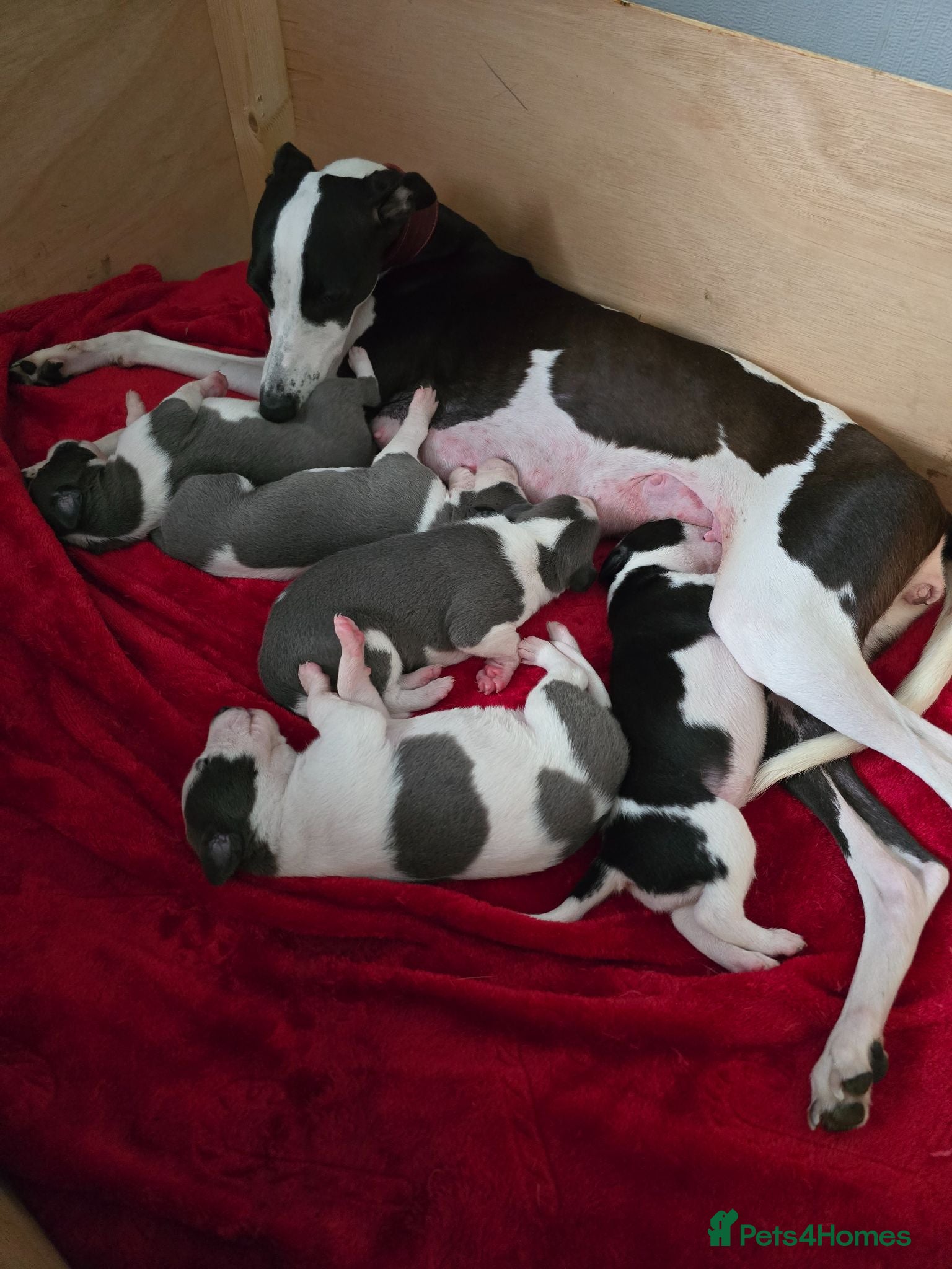 Whippet dogs Whippet  - Advert 1