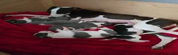Whippet dogs for sale: Whippet  in Wakefield - Advert 1