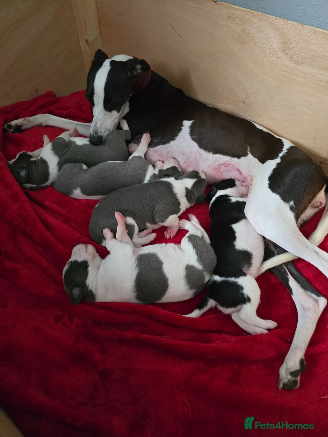 Whippet dogs for sale: Whippet  in Wakefield - Advert 1