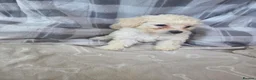 Mixed Breed dogs for sale: 2 Pups Left. Beautiful cavachon x cockapoo puppies - Advert 9