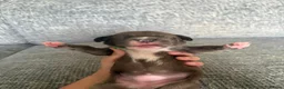 Mixed Breed dogs for sale: Gorgeous cane corso cross springer puppies  - Advert 6