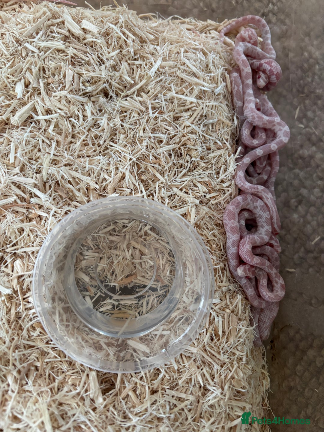 Corn Snake reptiles for sale: Baby corn snakes, snows, amel het palmetto, anery - Image 11