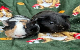 Guinea Pig rodents for sale: Baby Female Guineapigs  - Image 8