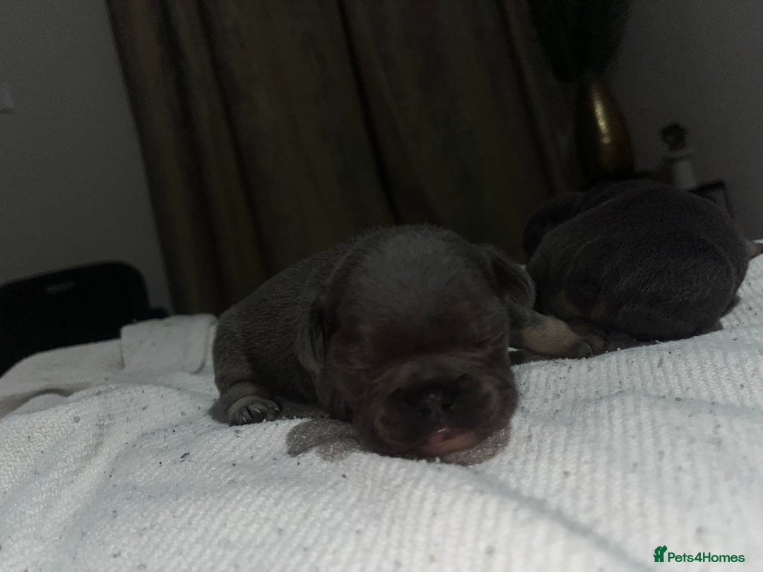 French Bulldog dogs for sale: READY NOW French bulldog puppies  - Advert 19