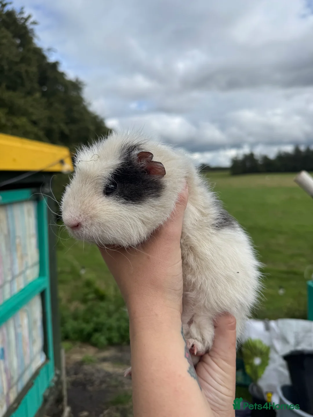 Guinea Pig rodents for sale: Guinea pigs  - Advert 15
