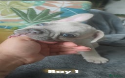 French Bulldog dogs for sale: 3 Girls - 2 Boys Frencbulldog Puppies - Image 2