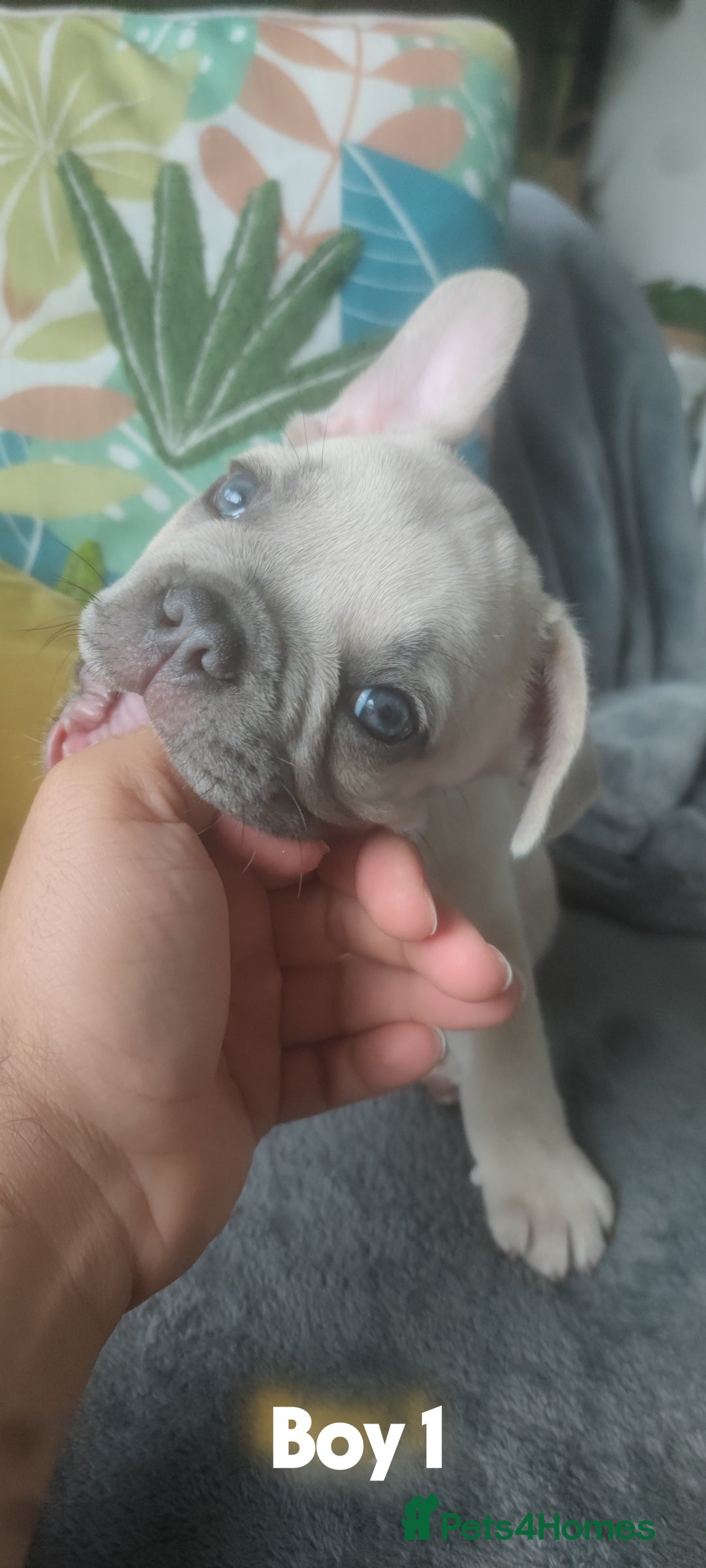 French Bulldog dogs for sale: 3 Girls - 2 Boys Frencbulldog Puppies - Image 2