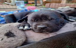Mixed Breed dogs for sale: HARLEQUINN CANE CORSO X AMERICAN BULLDOGGE - Image 21