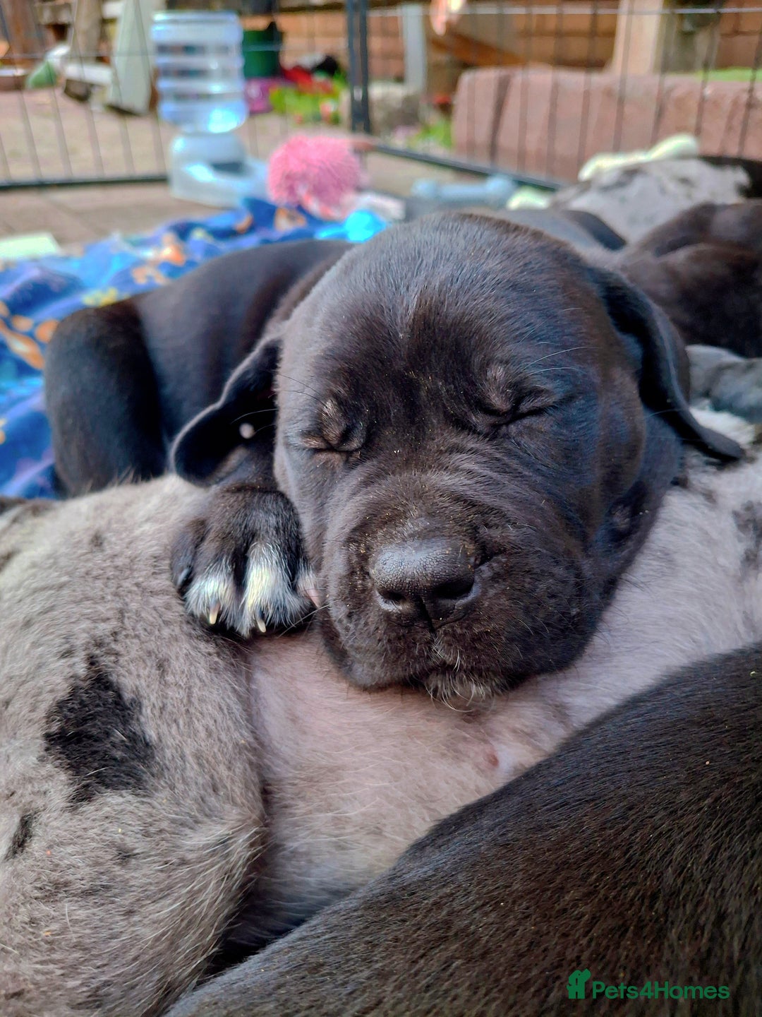 Mixed Breed dogs for sale: HARLEQUINN CANE CORSO X AMERICAN BULLDOGGE - Image 21