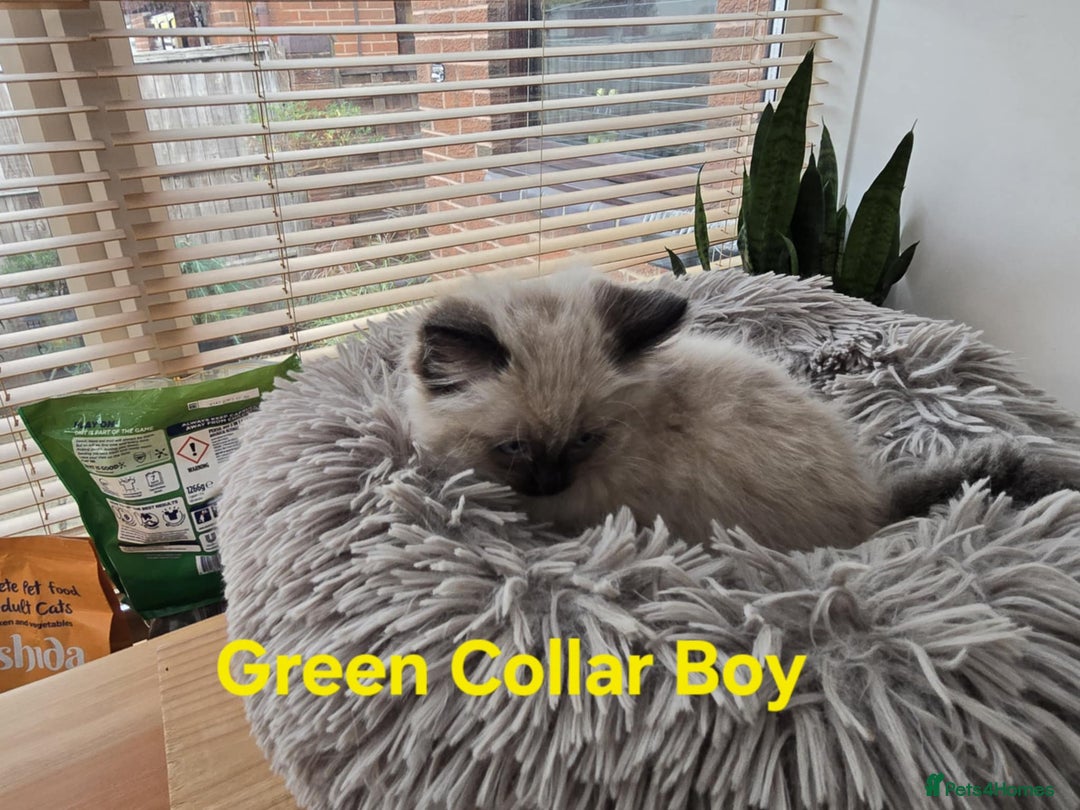 Ragdoll cats for sale: Beautiful fluffy Ragdolls / 2 boys left - Image 13