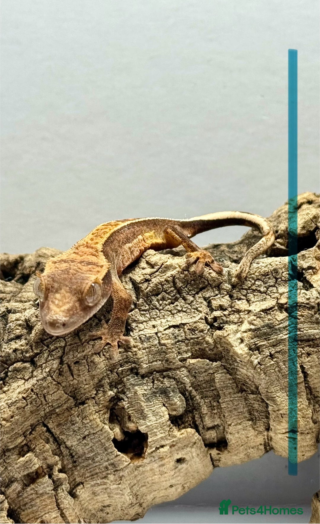 Gecko reptiles for sale: Baby Crested Geckos for Sale – Multiple Morphs  - Advert 20
