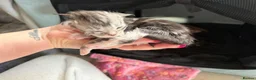 Maine Coon cats for sale: Stunning mainecoon kittens ready November/december - Advert 17