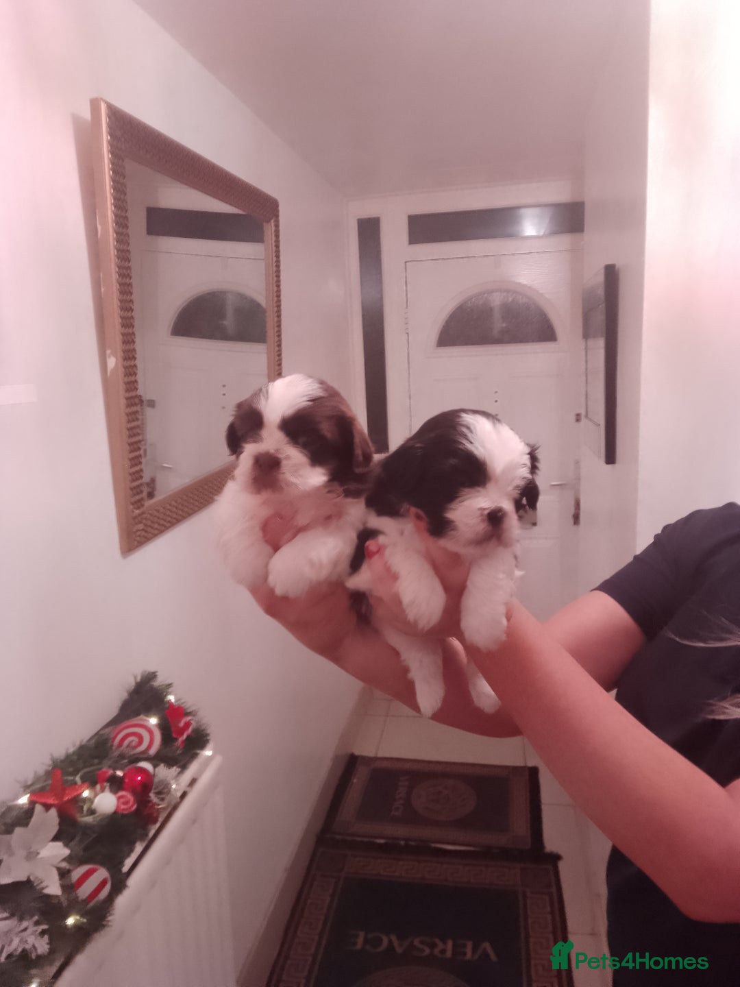 Shih Tzu dogs for sale: Shih Tzu puppies  - Advert 8