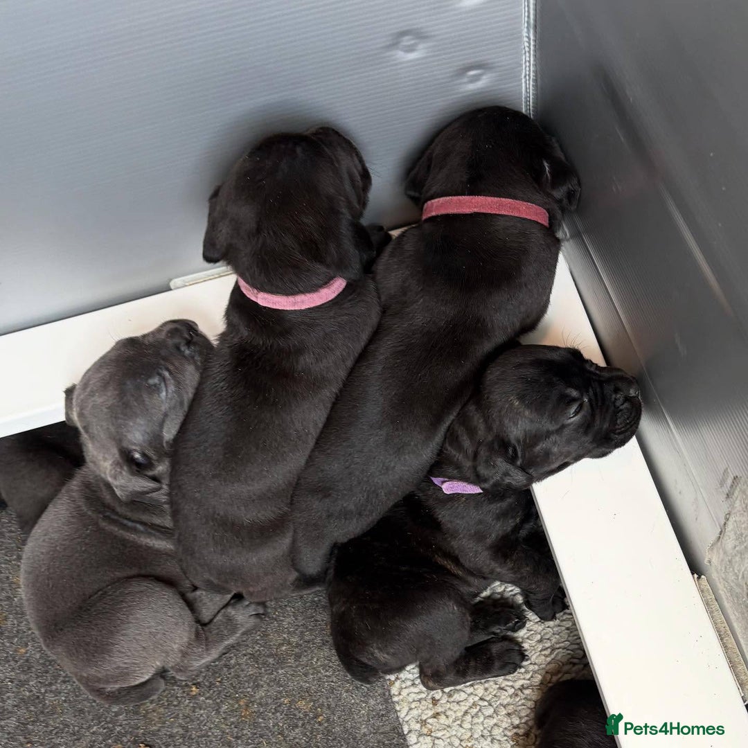 Cane Corso dogs for sale: Amazing Cane Corso puppies - Advert 11