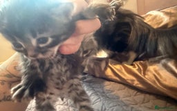 British Longhair cats for sale: X5 ragdoll crossbreed kitten polydactyl  - Advert 8