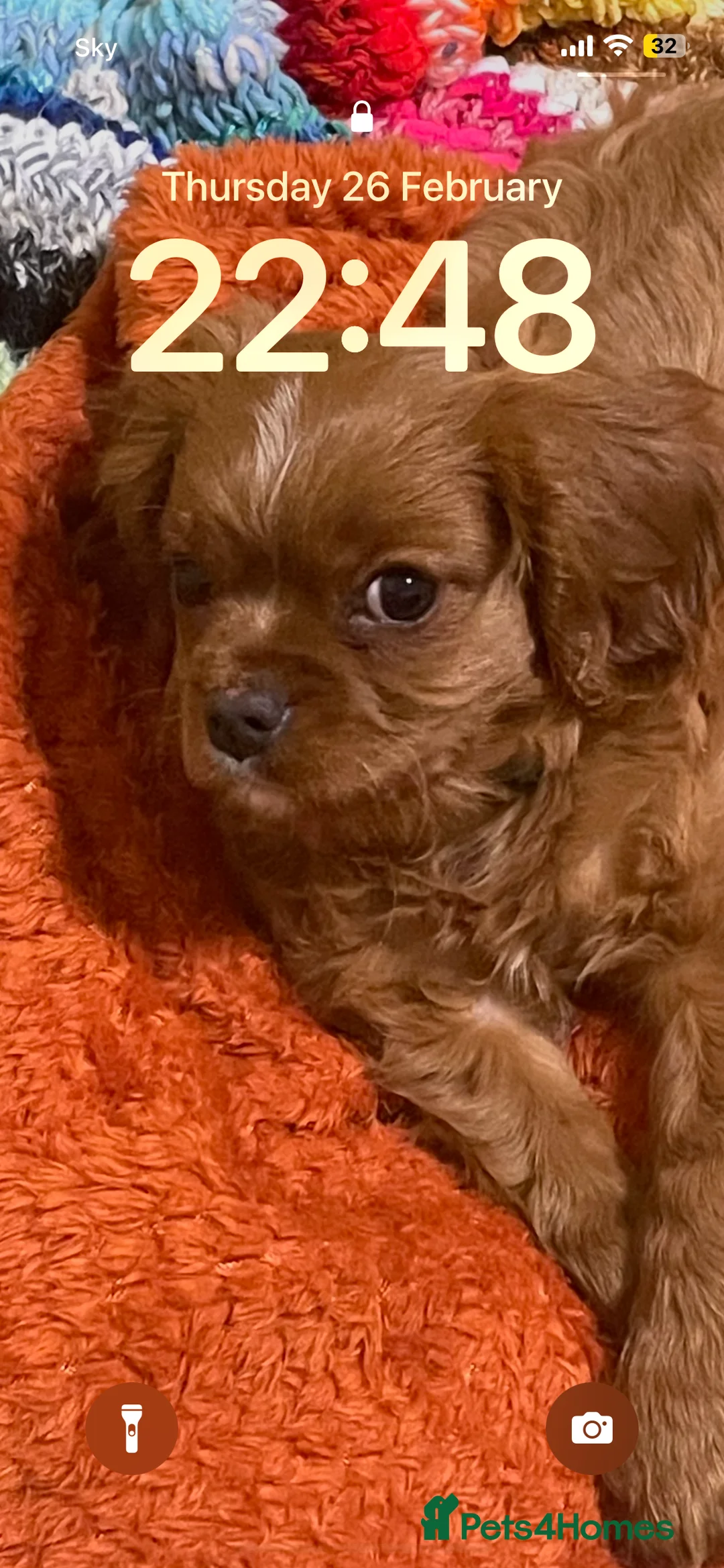 Cavalier King Charles Spaniel dogs for sale: Cavalier King Charles spaniel  in Coleford - Advert 2