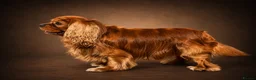 Cavalier King Charles Spaniel dogs for stud: KC Reg Health Tested Proven Cavalier King Charles - Advert 5