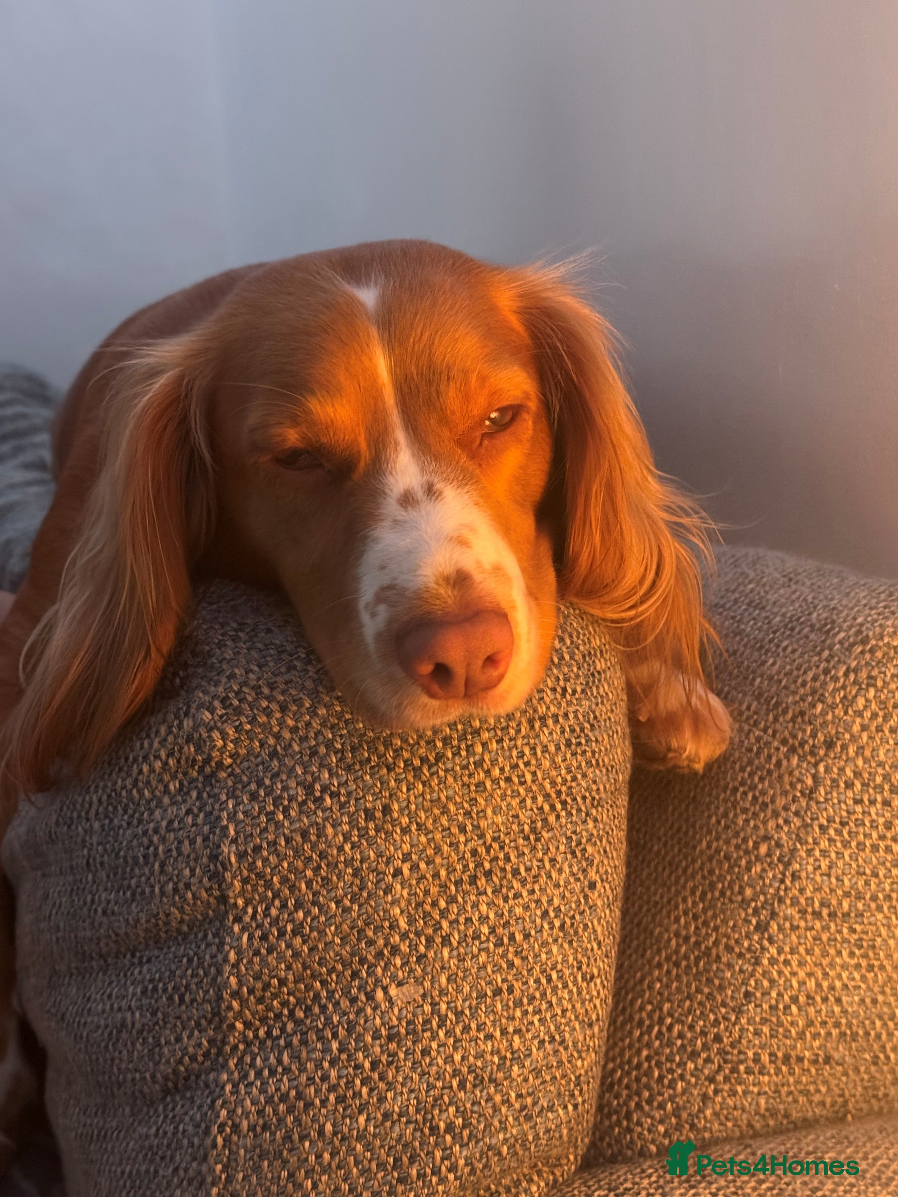 Honey (Sunny Secrets)