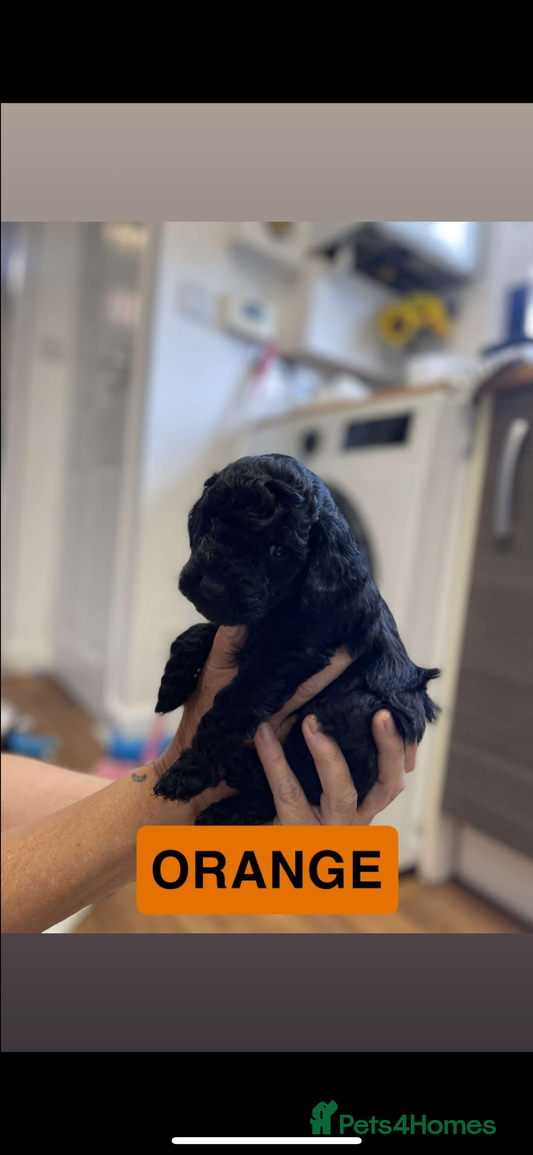 Cockapoo dogs for sale: 🐶ADORABLE F1B COCKAPOOS🐶  - Image 8