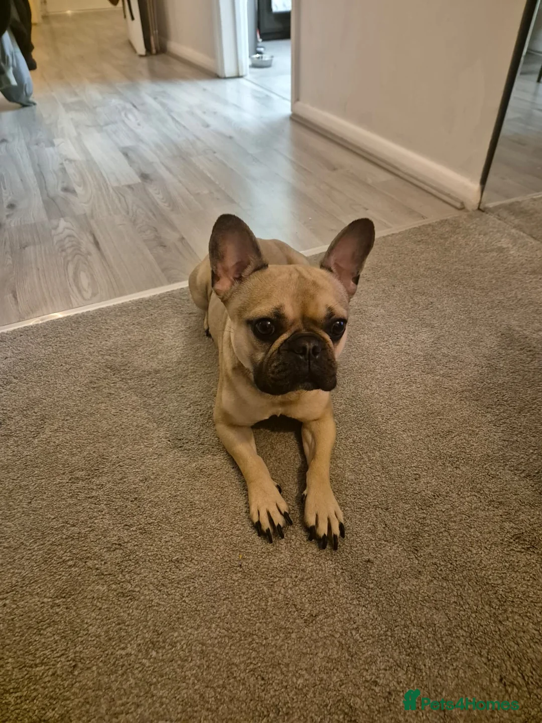 French Bulldog dogs for sale: Kiki Sweet Loving Girl - Advert 2