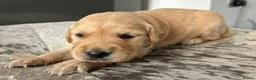 Golden Retriever dogs for sale: Beautiful golden retriever puppies - Advert 30