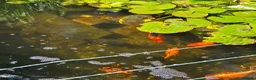 Goldfish fish for sale: Pond Goldfish  - Advert 3