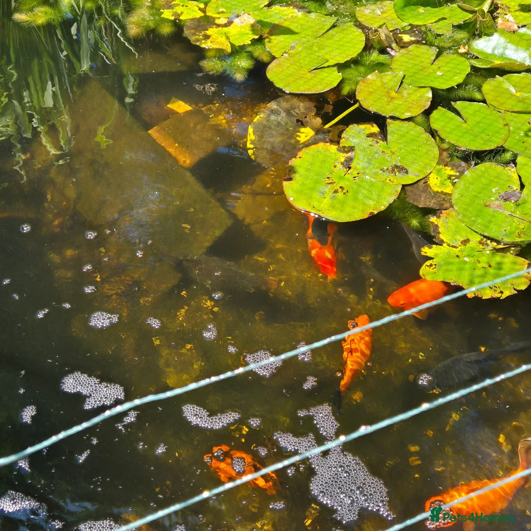 Goldfish fish for sale: Pond Goldfish  - Advert 3