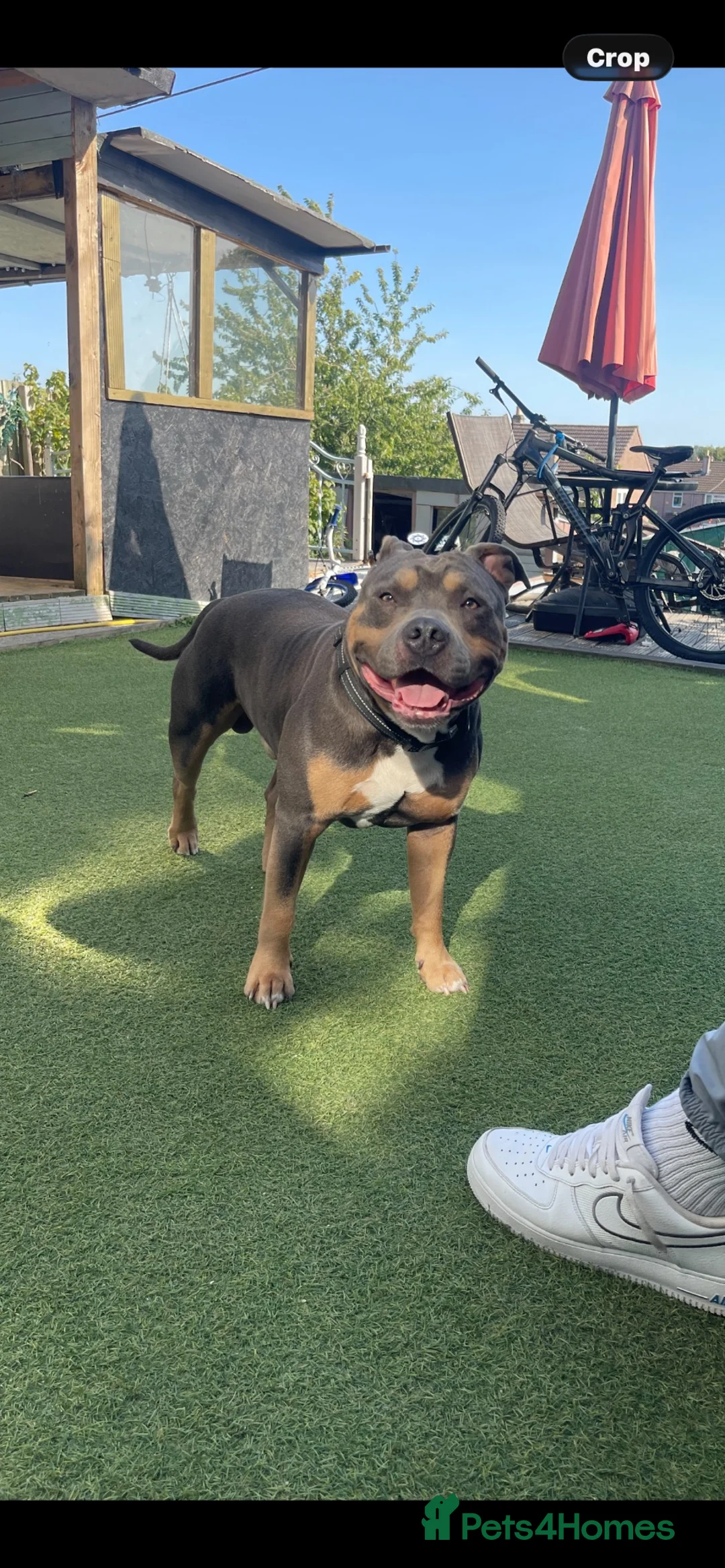 American Bull Staffy dogs for stud: AMERICAN STAFFORDSHIRE TERRIER AT STUD  in Bath - Advert 1