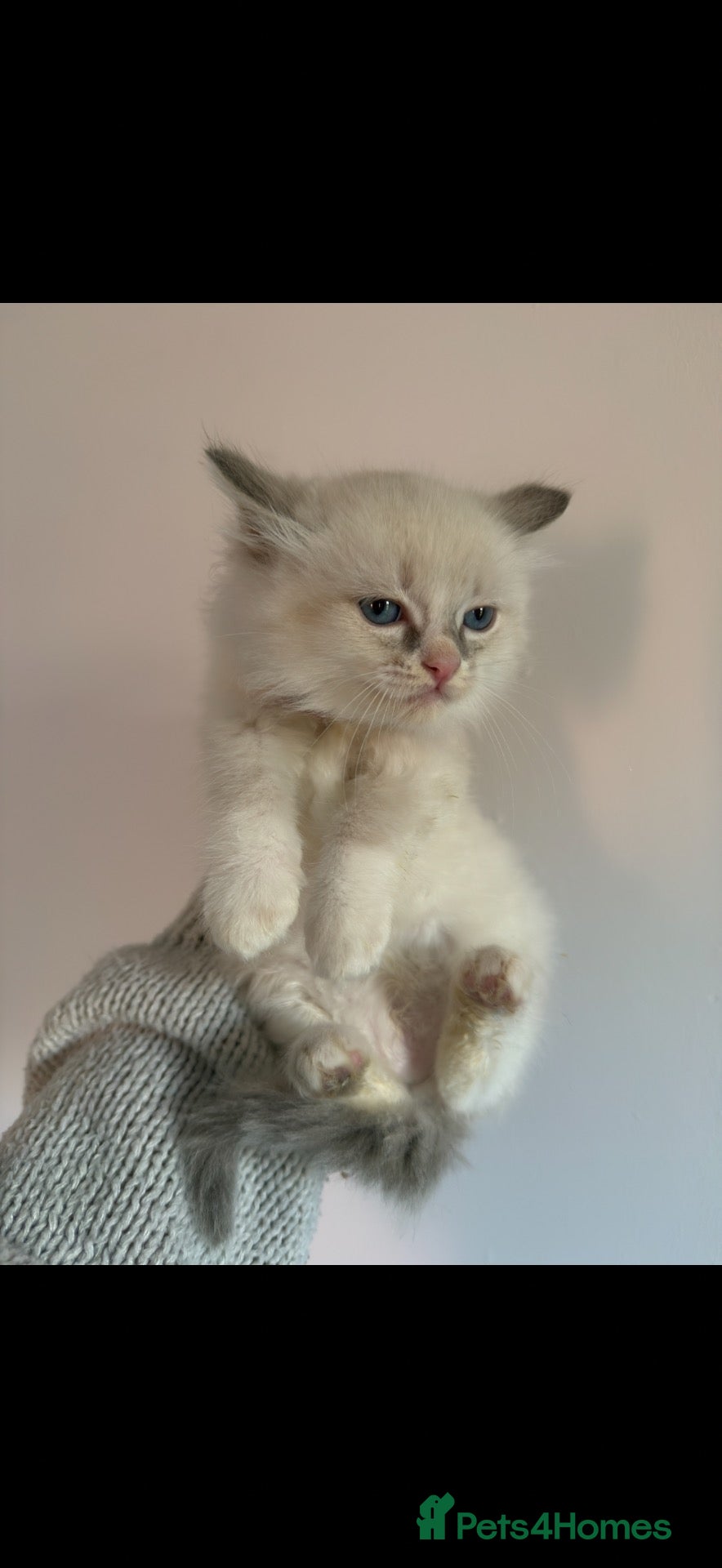 Ragdoll cats Pedigree Ragdoll Kittens - Ready Now - Advert 18