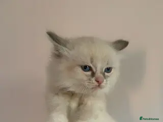 Ragdoll cats Pedigree Ragdoll Kittens - Ready Now - Advert 3