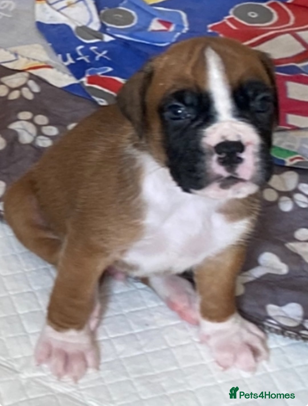 Boxer dogs for sale: Kc Boxer puppy’s bobtail and long licensed breeder - Image 5
