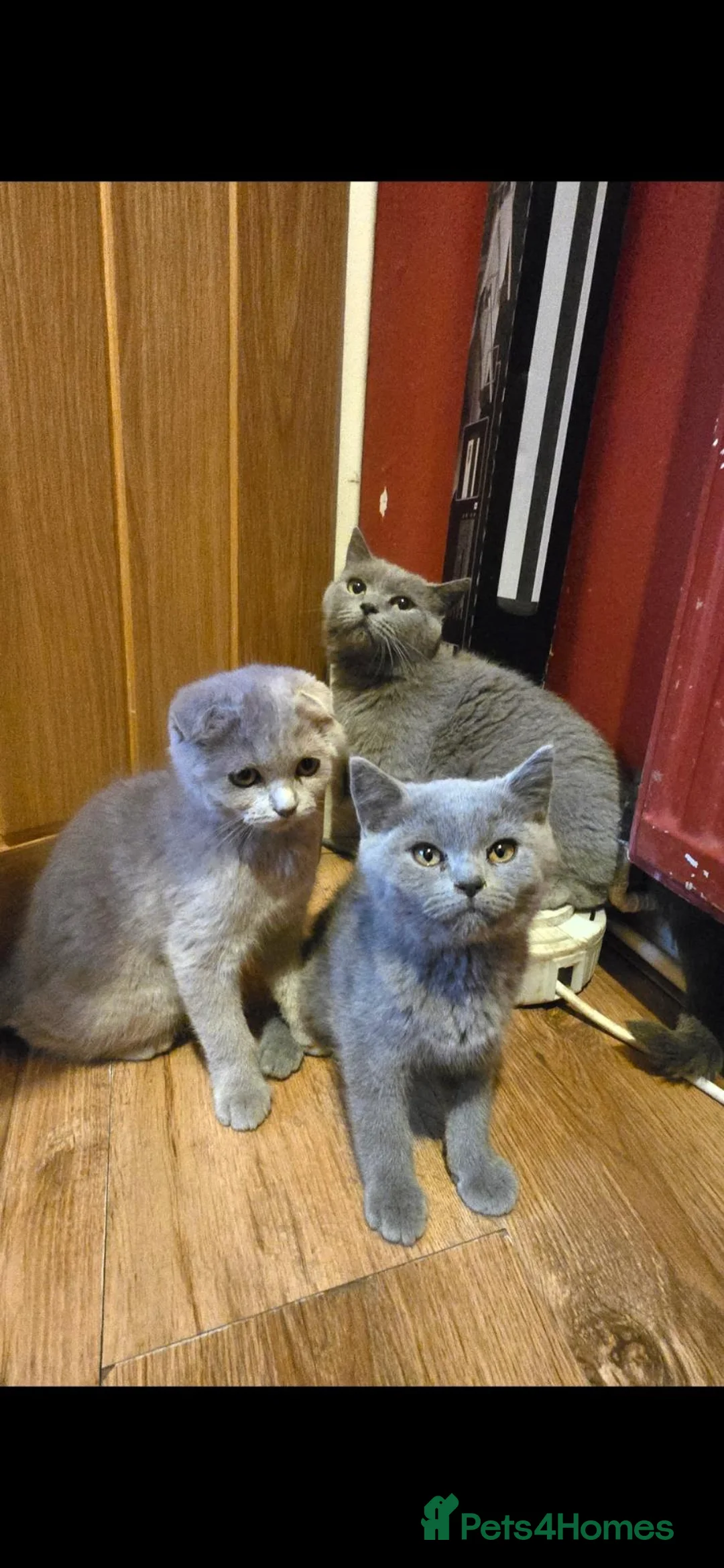 Scottish Fold cats for sale: scottish fold kitten - Advert 5